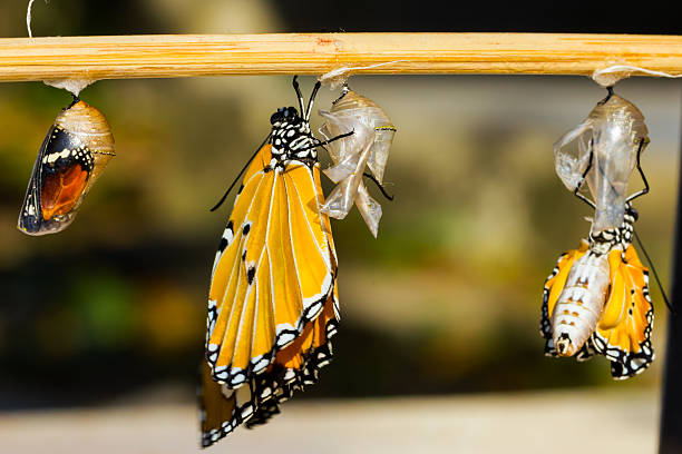 Butterfly Tattoo